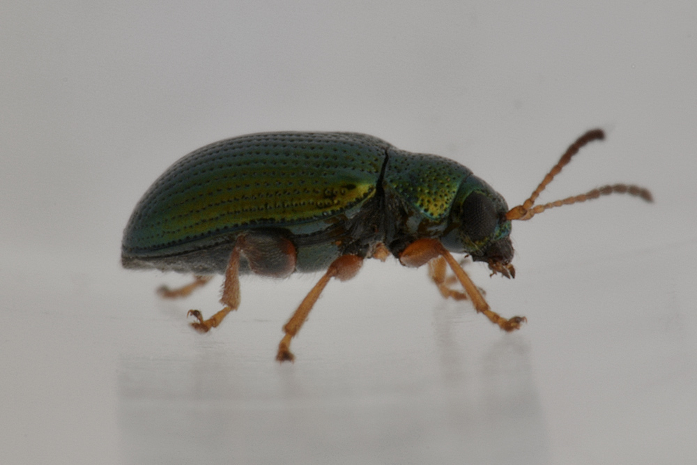 Chrysomelidae:  Crepidodera cfr. fulvicornis